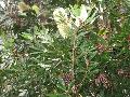 Coast Banksia, Banksia / Banksia integrifolia